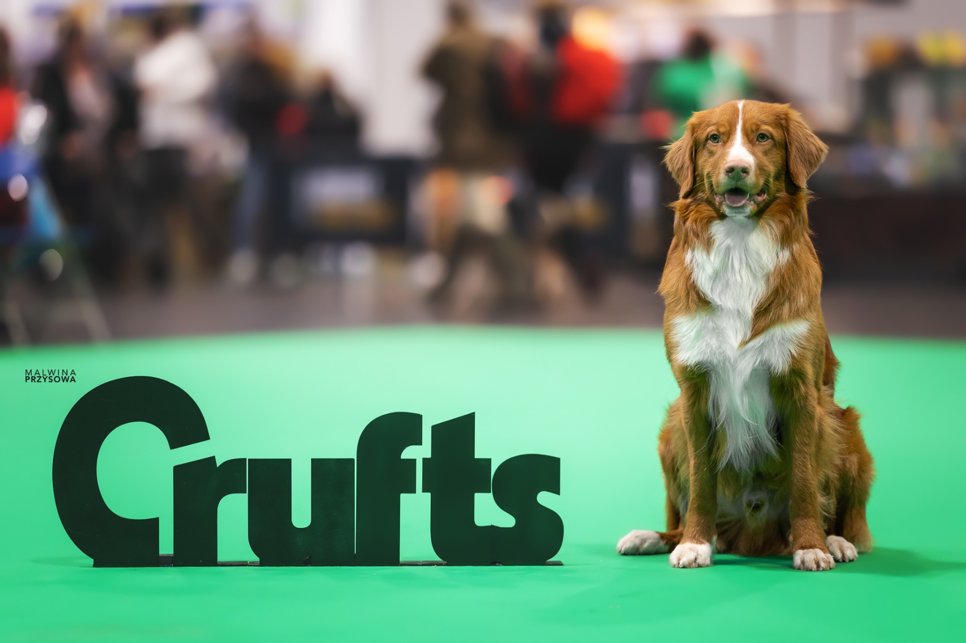 Travelda´s Kenzo na prestižní výstavě Crufts 2023, kde se zařadil mezi nejlepší psy ve finálovém výběru.
