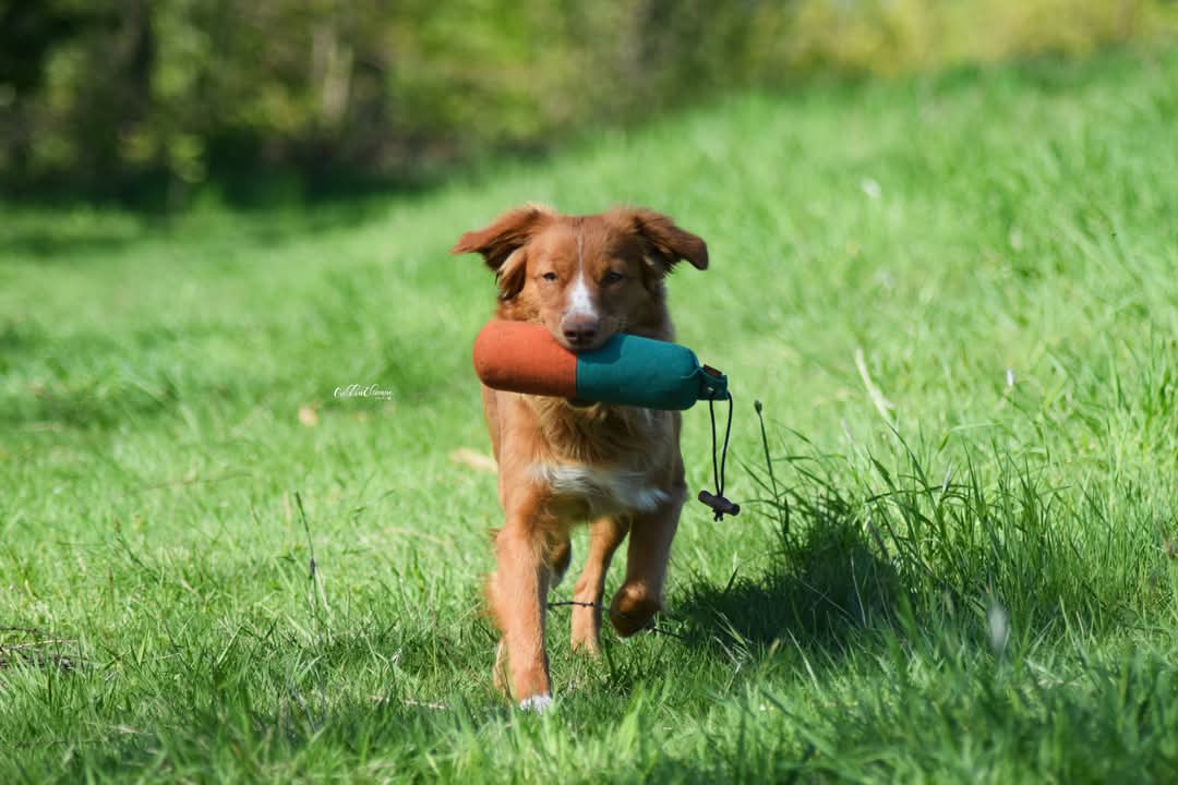 Omany při tréninku aportu s dummy – aktivní Nova Scotia Duck Tolling Retriever