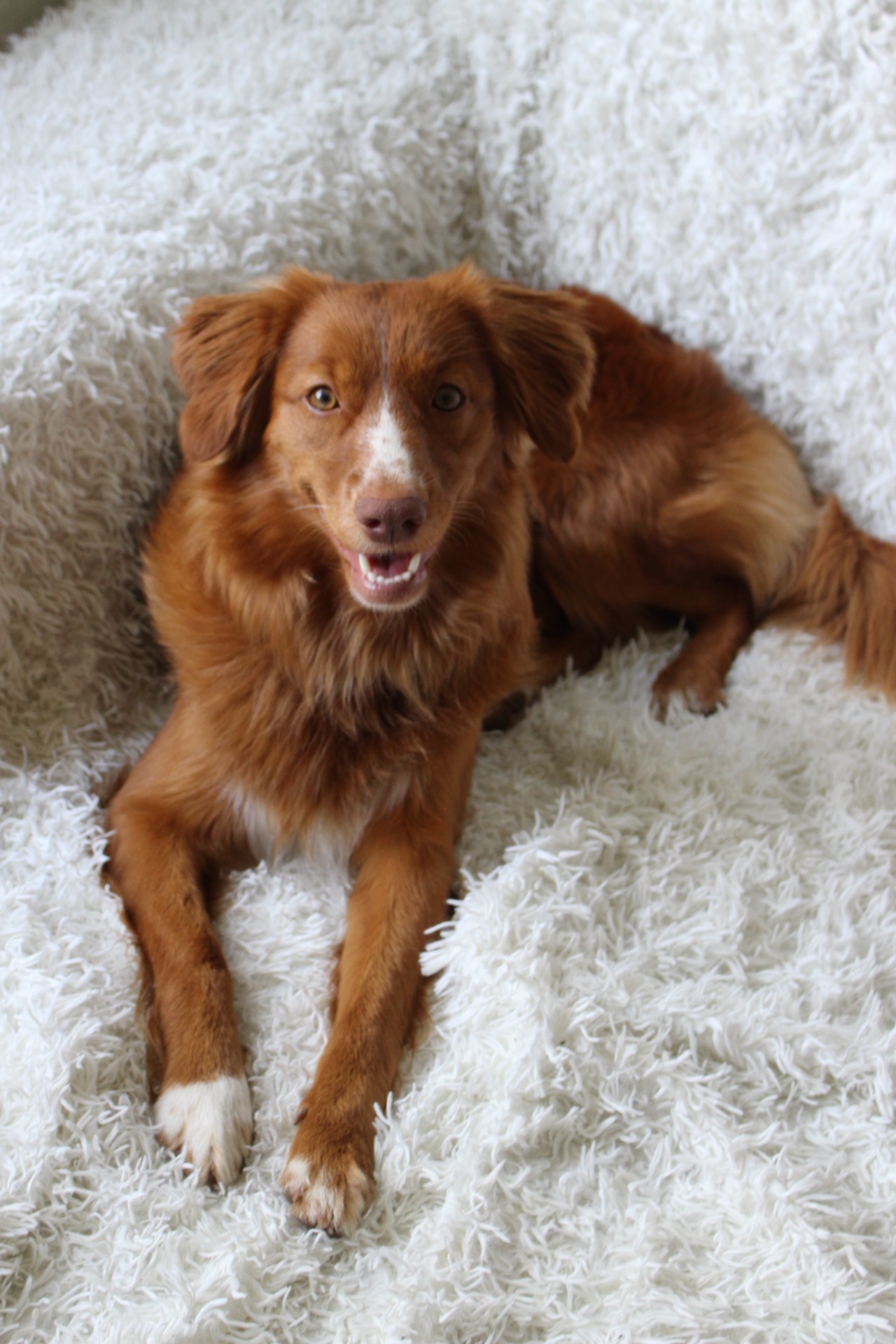 Omany – Nova Scotia Duck Tolling Retriever odpočívající doma na pohovce