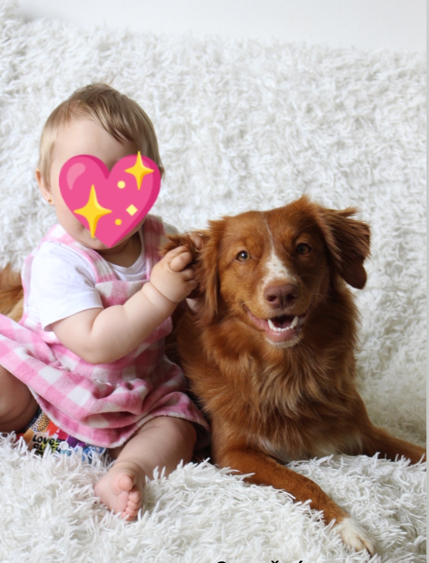 Child with Nova Scotia Duck Tolling Retriever female Omany – Sharqiya Sand