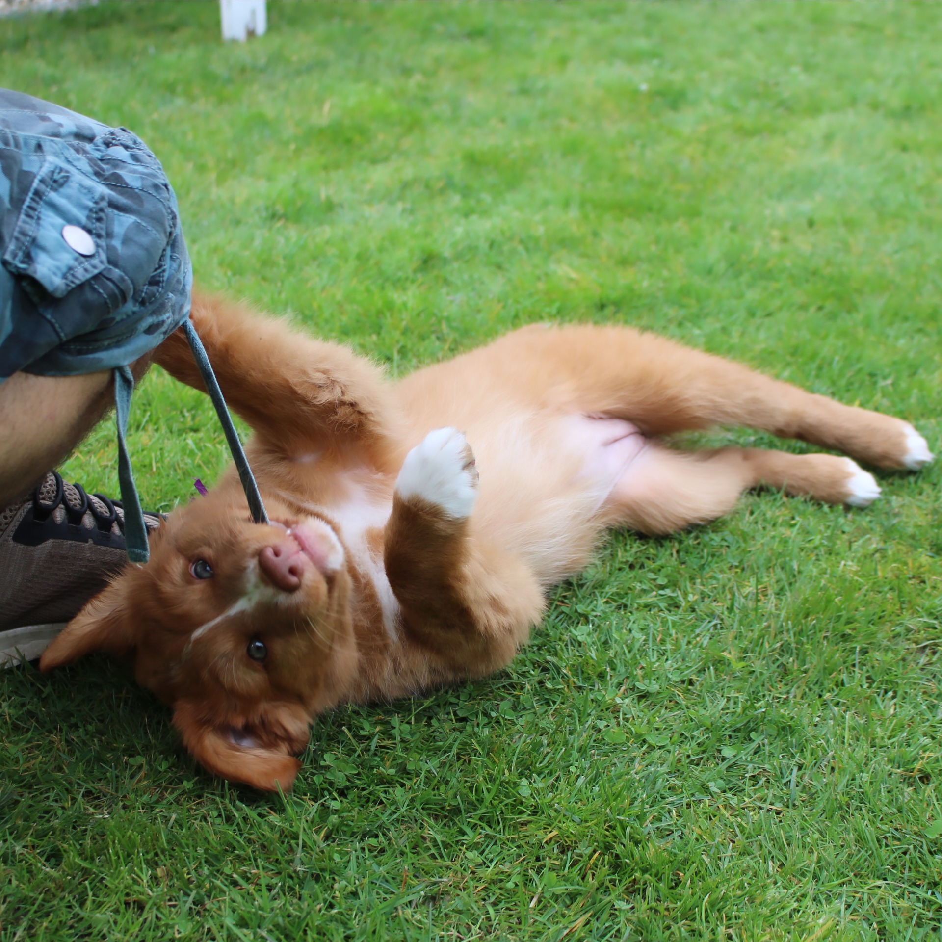 Nova Scotia Duck Tolling Retriever puppy playing – Sharqiya Sand kennel